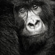 Portrait D'un Gorille De Montagne Bageni Poster