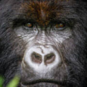 Mountain Gorilla Portrait Poster