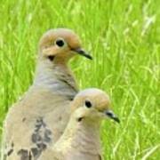 Mourning Doves Poster
