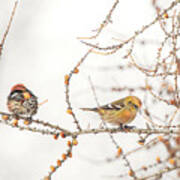 Mr. And Mrs. White-winged Crossbill Poster