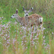 Mule Deer Twins Poster