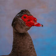 Muscovy Duck 3 Poster