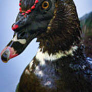 Muscovy Duck Poster