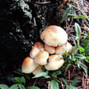 Mushroom Cluster Poster