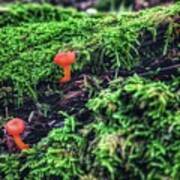 Mushrooms In Moss Poster