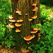 Mushrooms On Nj Appalachian Trail Poster