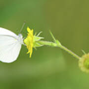 Mustard White Butterfly Poster