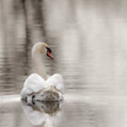 Mute Swan Poster