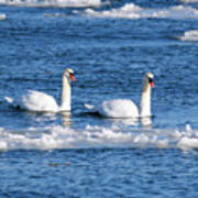 Mute Swans In Winter Poster