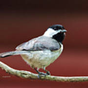 My Little Chickadee Poster