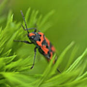 Red Beetle Hiding Looking Out Of Green Grass Small Depth Of The Field Poster