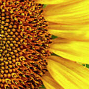 Narrow Vertical Sunflower Close-up Poster