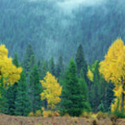 Narrowleaf Cottonwoods And Blur Spruce Trees In Grand Tetons Poster