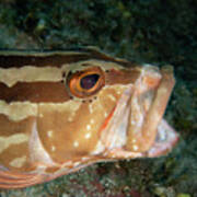 Nassau Grouper Poster