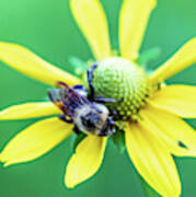 Nature Photography - Bee On Yellow Flower Poster