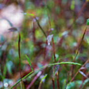 Nature Photography - Fall Grass Poster