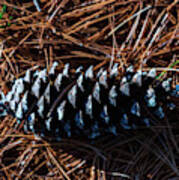 Nature Photography - Pine Cone 2 Poster