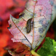 Nature Photography - Slug On A Leaf Poster