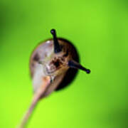 Nature Photography - Snail Poster