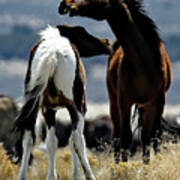 Neck To Neck, Onaqui Wild Horse Poster