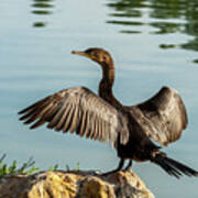 Neotropic Cormorant With Wings Spread Poster