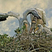 Nesting Wood Storks Cps Poster