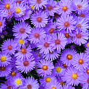 New England Aster _7863 Poster