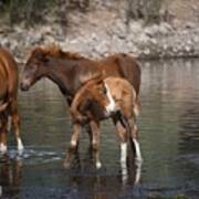 New Foal Life On The Salt River Poster