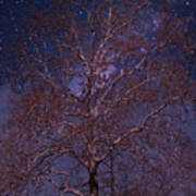 Night Sky Tree Poster