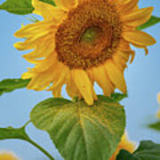 Nodding Sunflower Poster