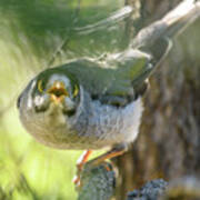 Noisy Miner 03 Poster