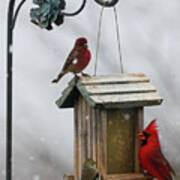 Northern Cardinal In Snow Poster