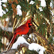 Northern Cardinal In Winter Poster
