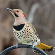 Northern Flicker 2 Poster