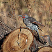 Northern Flickers Poster