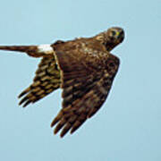 Northern Harrier, Looking At You Poster