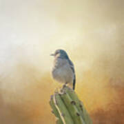 Northern Mockingbird On Cactus Six Poster