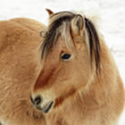 Norwegian Fjord Horse Colt - In Nd Winter Scene Poster