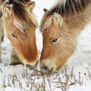 Norwegian Fjord Horse Colt Siblings Grazing In Winter Nd Scene Poster