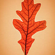 Oak Leaf In Fall Poster