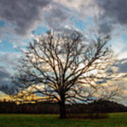 Oak Tree Sunset Poster
