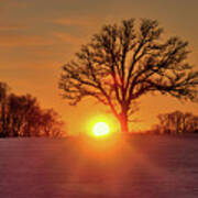Oakset - Winter Wi Sunset Behind A Solitary Oak Tree Poster
