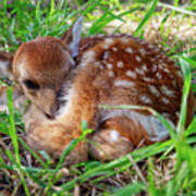 Oh Deer -  Newborn Fawn Curled Up In The Grass Poster