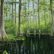 Okekenokee Swamp Poster