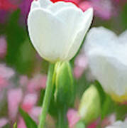 Oklahoma White Tulip Watercolor Poster