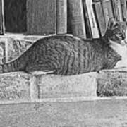 Old Jail Kitty In Black And White Poster