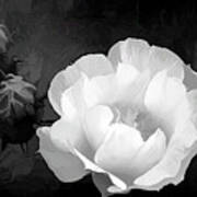 Opuntia Flower In Acrylic Bw Poster