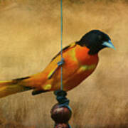 Orange Bird Poster