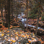 Orange Foliage On Buck Mountain Creek Poster