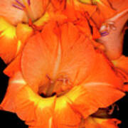 Orange Gladiolus Flower With Black Background Poster
